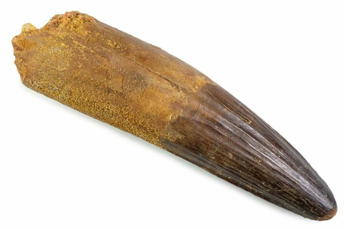 Fossil Spinosaurus Tooth - Real Dinosaur Tooth #373975